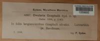 Ramularia gnaphalii image